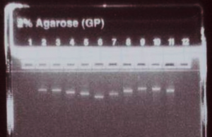 mRNAs can be effectively produced through in vitro transcription