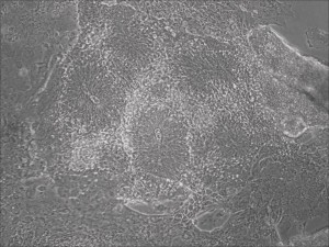 neural rosettes formed as attached cells in less than 2 weeks